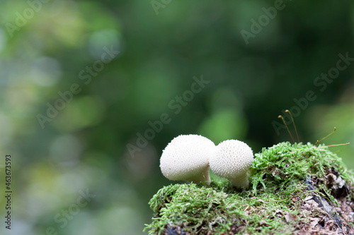 Puffball Lycoperdon perlatum growing on soil or in the moss