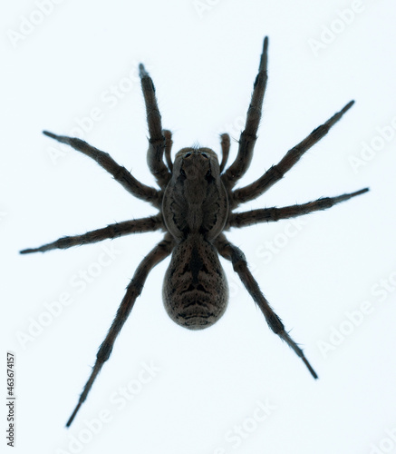 Lycosa fasciiventris. Family Lycosidae. Spider isolated on a white background photo