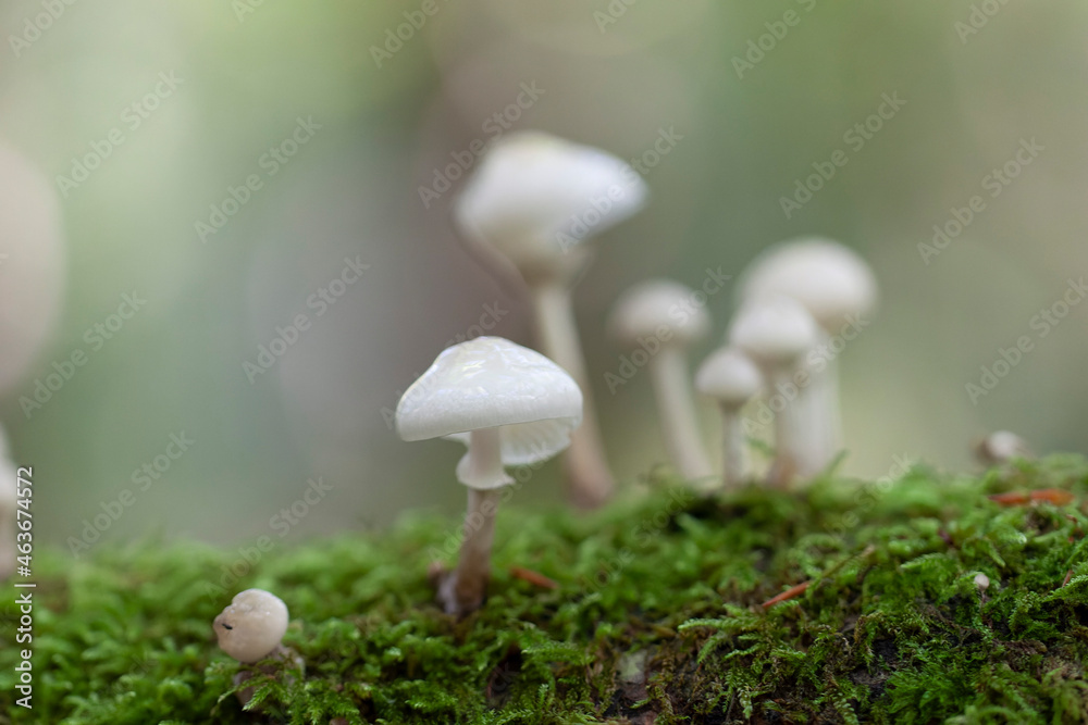 Porcelain fungus Oudemansiella mucida growing on decaying wood Porcelain fungus Oudemansiella mucida growing on decaying wood