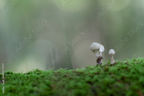 Porcelain fungus Oudemansiella mucida growing on decaying wood photo