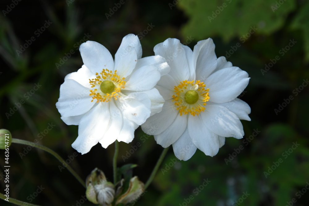 close up of the white and yellow autumn anemone in the city garden in autumn close up of the white and yellow autumn anemone in the city garden in autumn