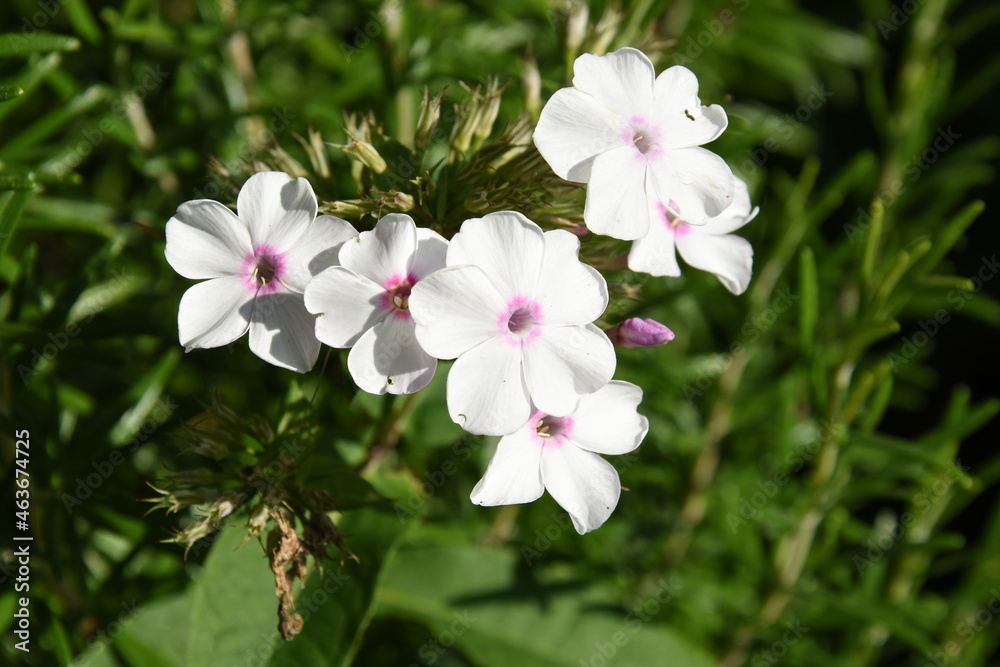 closeup of a the phlox flowering in the city garden closeup of a the phlox flowering in the city garden