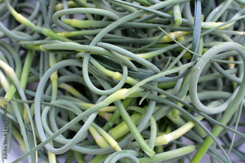 Garlic arrows are collected Garlic arrows are collected