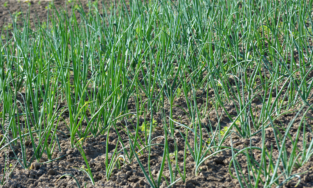 Spring in the garden grows young green onions