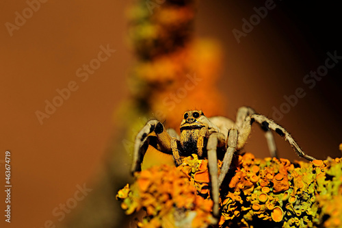 Lycosa Hispanica. Family Lycosidae. wolf spider isolated on a natural background photo