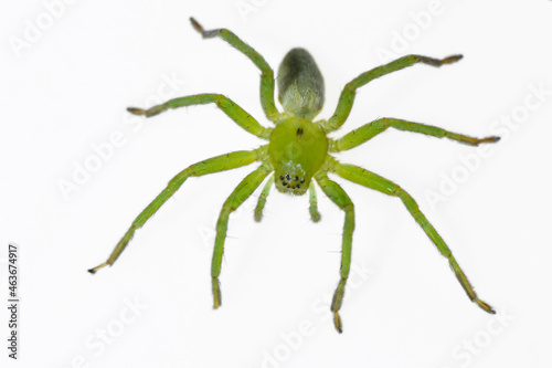 Micrommata ligurina. Family Sparassidae. Spider isolated on a white background photo