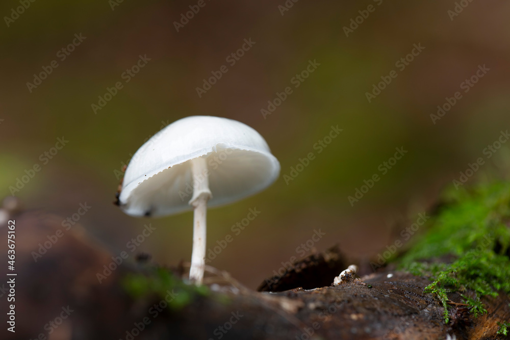 Fototapeta premium Porcelain fungus Oudemansiella mucida growing on decaying wood