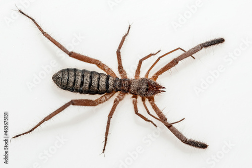 Solifuges, also called camel spiders, are a relatively large order of arachnids photo