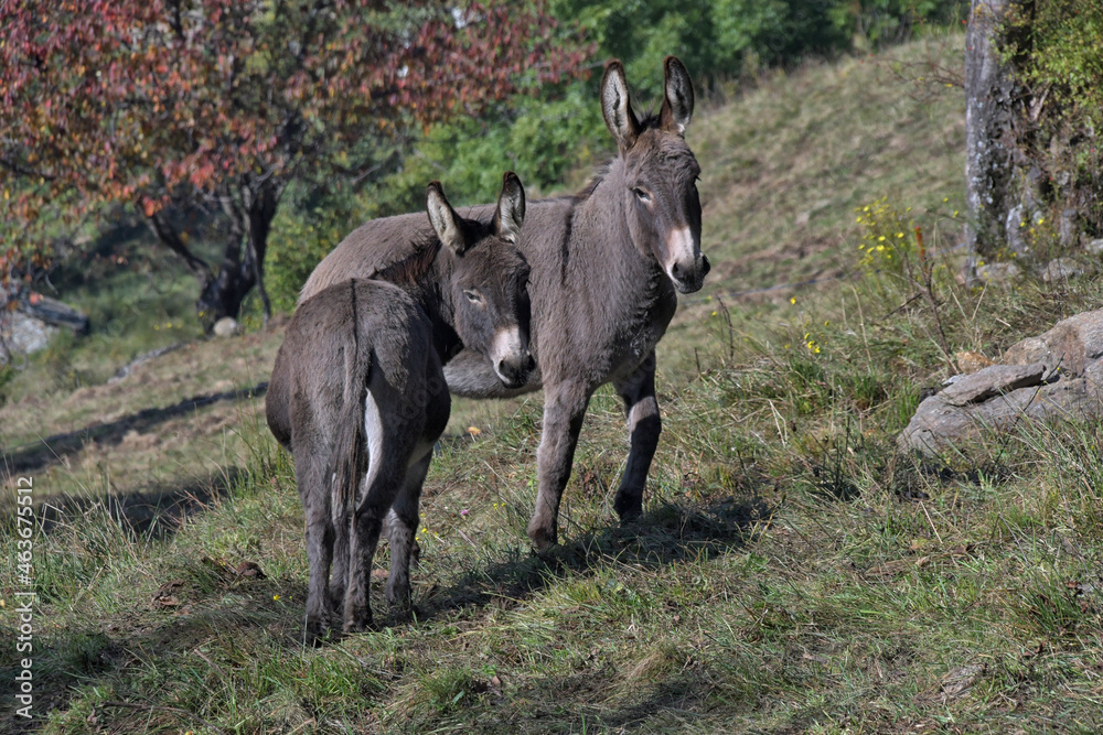 Fototapeta premium Pair of young donkeys in the middle of the meadow