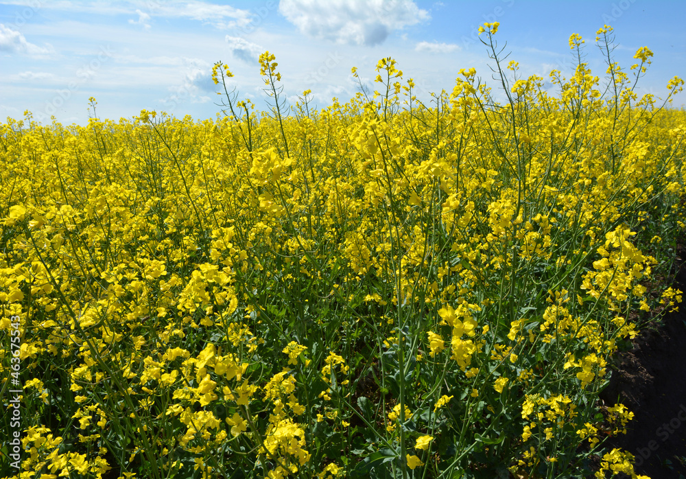 Obraz premium Landscape with rapeseed field.
