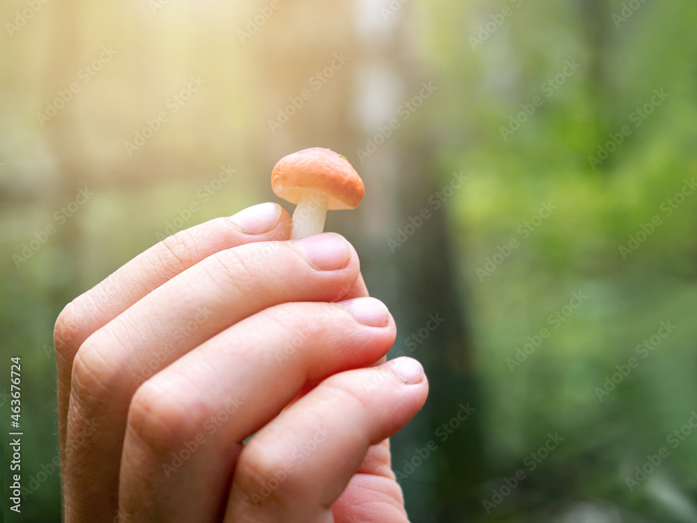 A small fungus in the hands.