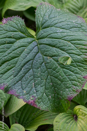 Close up of Green Leaves