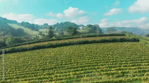 Aerial view of lush green vineyard and countryside in Sharpham, Devon, UK