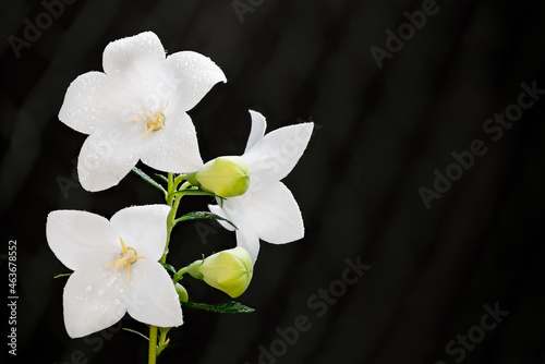 Beautiful white cultivar of balloon flower on black background. Platycodon grandiflorus. Closeup of fresh blooms and yellow green buds of dewy Chinese bellflower. Flowering herb twig with water drops.