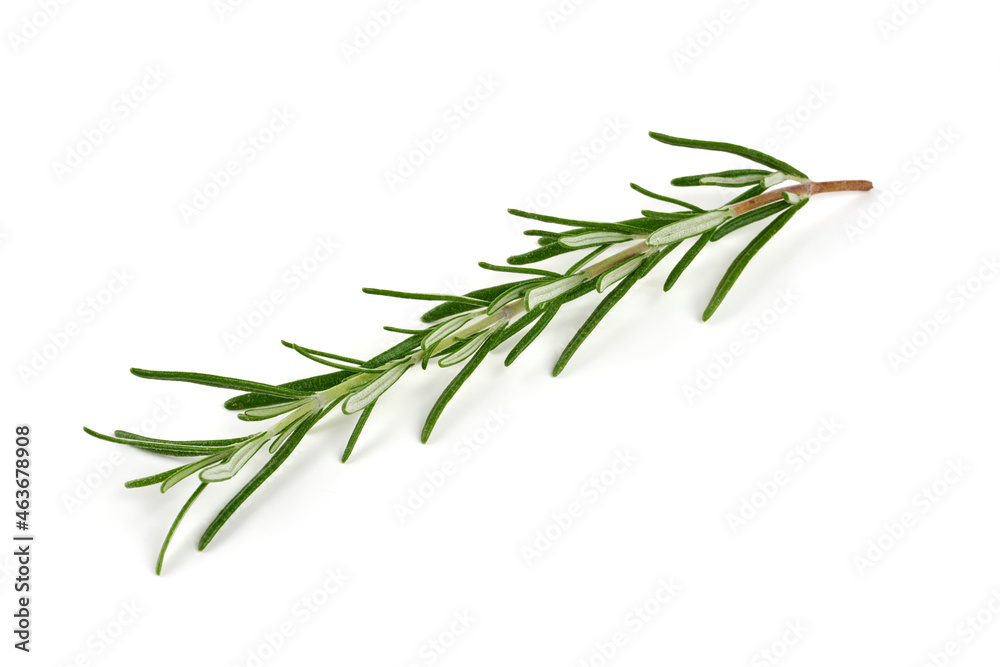 Fresh branch of rosemary herb, isolated on white background.