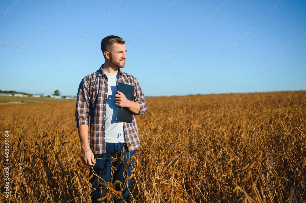 farmer standing in soybean field examining crop at sunset.