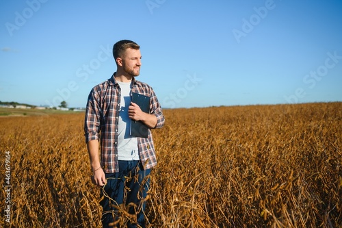 farmer standing in soybean field examining crop at sunset. © Serhii