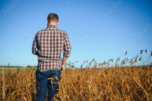 farmer agronomist in soybean field checking crops before harvest. Organic food production and cultivation. © Serhii