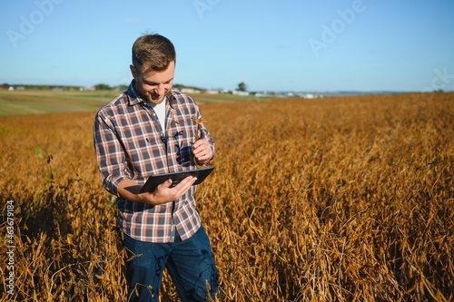 farmer standing in soybean field examining crop at sunset.