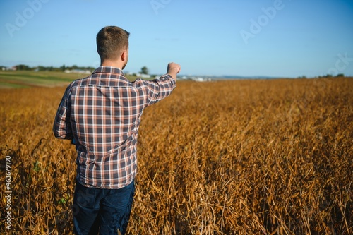 farmer agronomist in soybean field checking crops before harvest. Organic food production and cultivation.