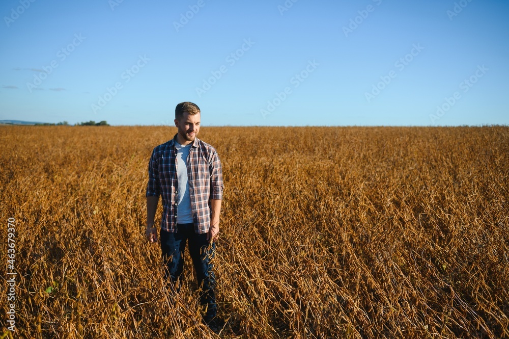 farmer standing in soybean field examining crop at sunset. farmer standing in soybean field examining crop at sunset.