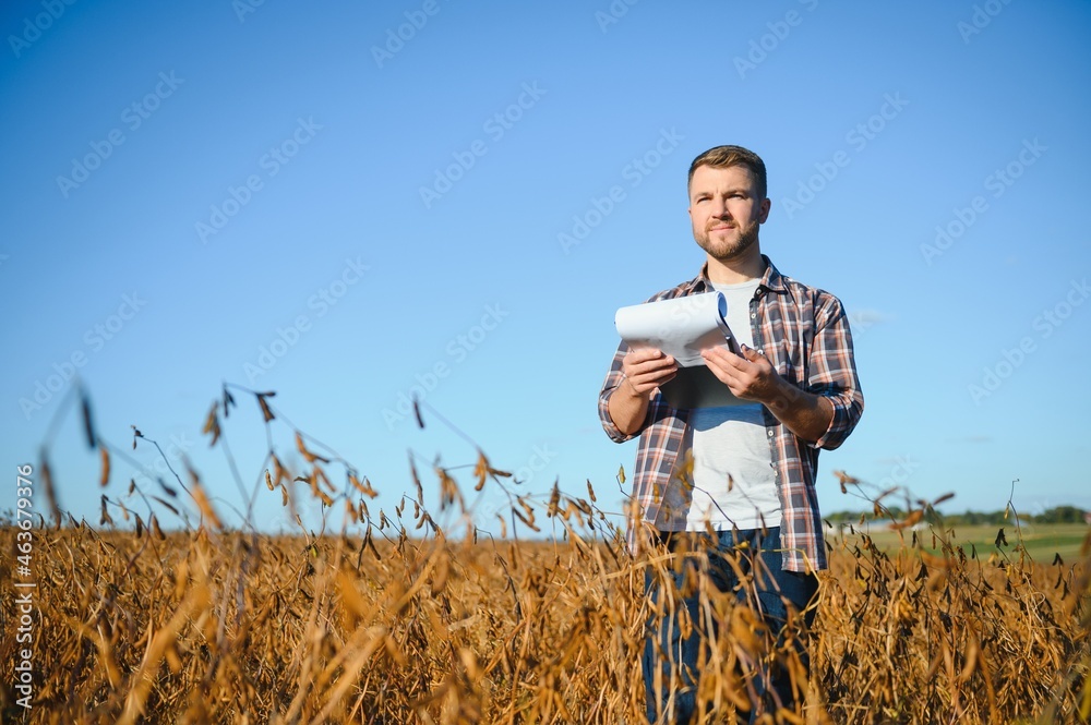 farmer standing in soybean field examining crop at sunset. farmer standing in soybean field examining crop at sunset.