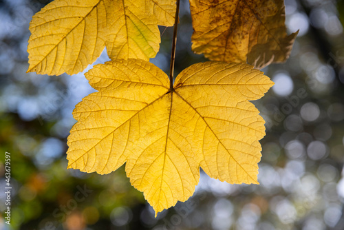 Close-up of yellow leaves in a forest in autumn 