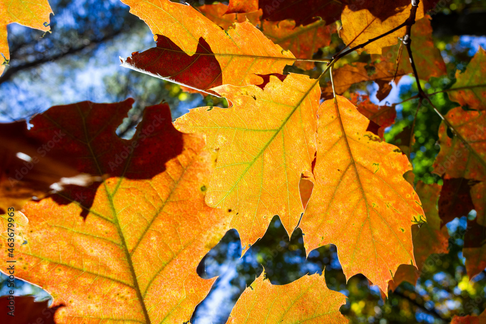 Close-up picture of red autumn oak leaves
