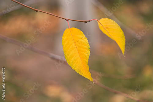 Late autumn. The last two yellow leaves lingered on a tree branch. Selective focus. Copy space.