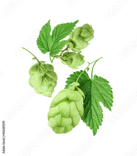 Fresh hop cones with leaves close up isolated on white background