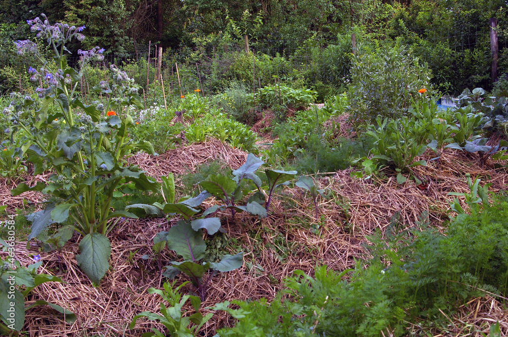 Fototapeta premium ogród warzywny ściółkowanie