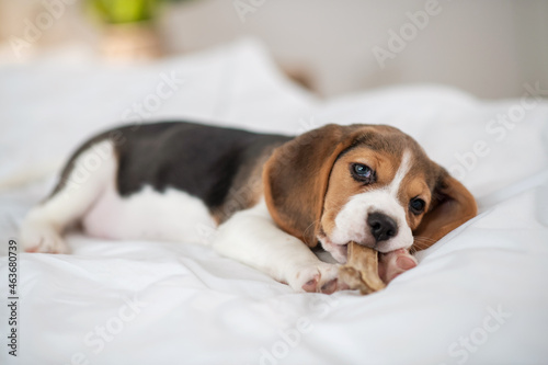 A cute beagle puppy lying on bed and looking sweet