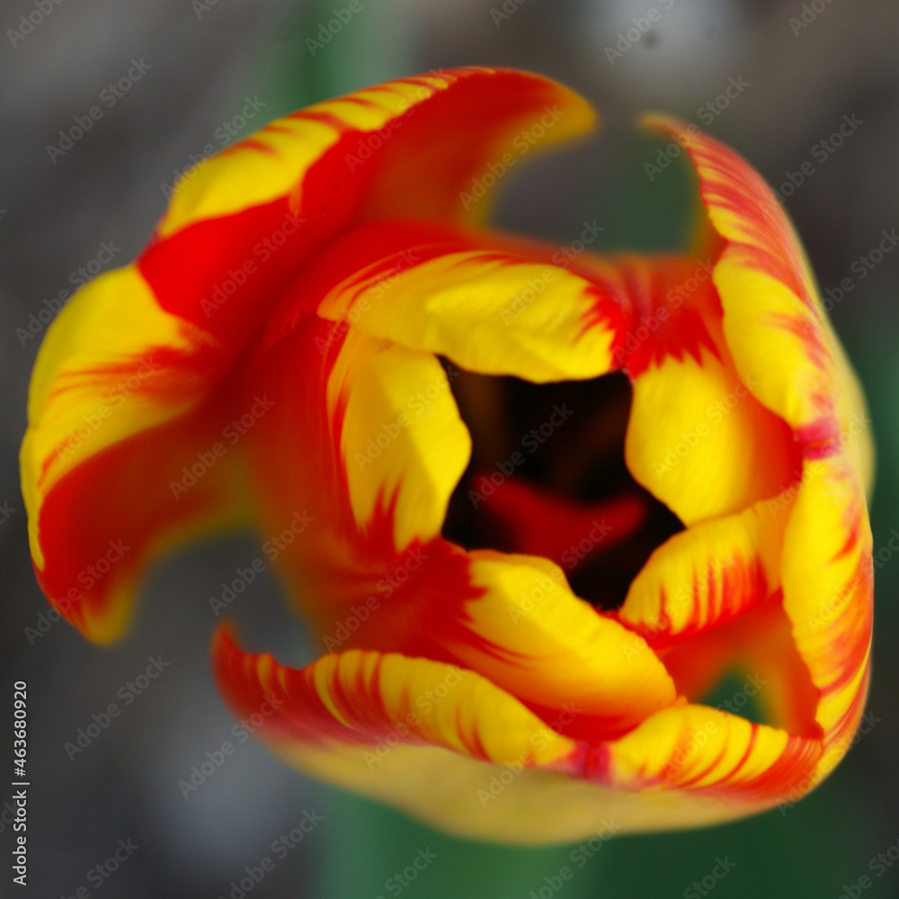 tulipan żółty czerwony