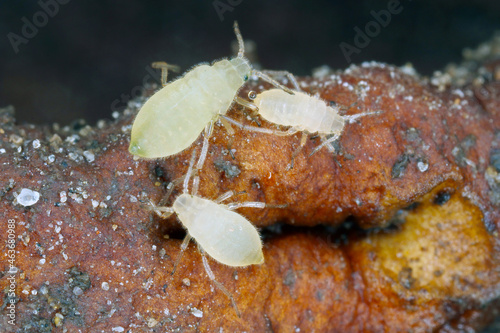 Close up of a colony of root aphids (Trama troglodytes) sucking on dandelion roots.