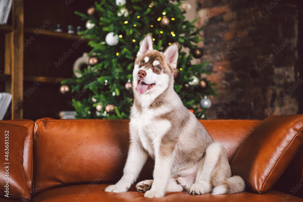 Fototapeta premium Puppy male Siberian Husky of white beige color in interior living room gets pleasure on red leather sofa against library and Christmas tree in evening. Dog theme and New Year and Christmas holidays