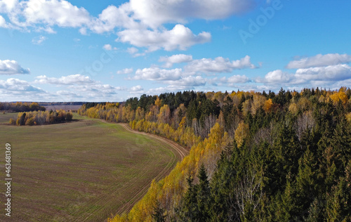 Fototapeta Naklejka Na Ścianę i Meble -  Top view of a beautiful yellow and green autumn coniferous forest. Natural tree tops texture