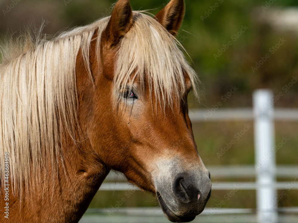 Pferd Pferd