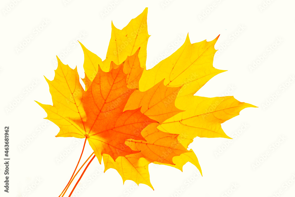 Bright colorful autumn leaves. nature Bright colorful autumn leaves. nature