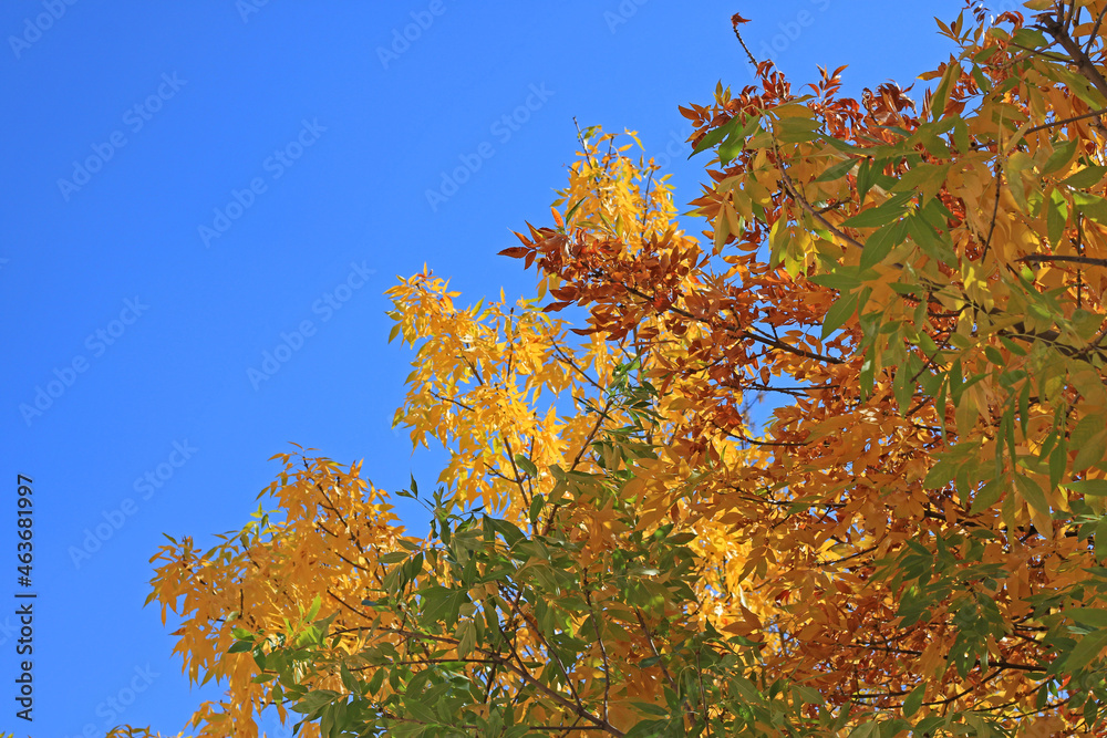 Tree leaves changing color in autumn Tree leaves changing color in autumn