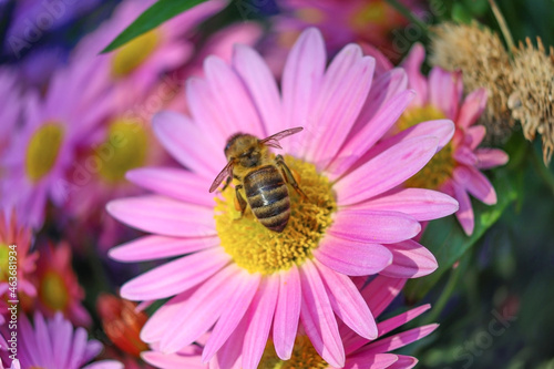 bee on a flower © Настюшка Зубарева