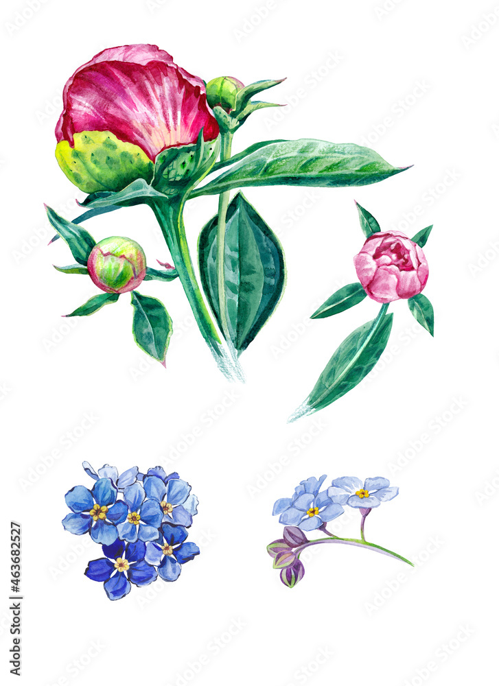 Collection of pink buds of peony flowers and blue flowers on branch of myosotis. Isolated on white watercolor background. Collection of pink buds of peony flowers and blue flowers on branch of myosotis. Isolated on white watercolor background.