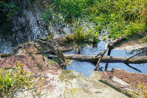 Autumn colors in different panorama shots in green and brown tones along the Danube near Bavaria