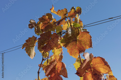 Canvas Print Autumn vine on wires against a blue sky