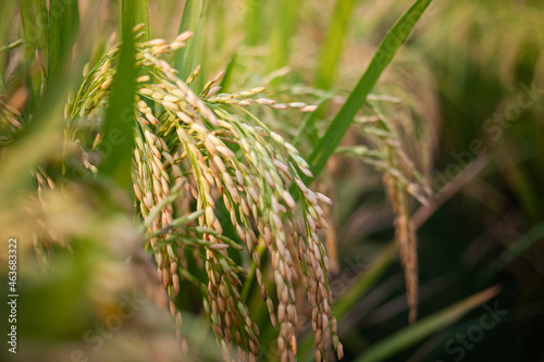 paddy field, rice plant, crop plant or rice field organic agriculture