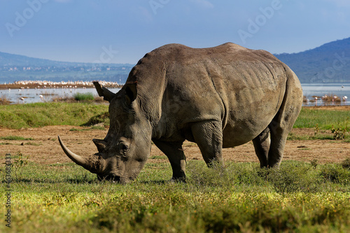 Southern White Rhinoceros or square-lipped rhinoceros - Ceratotherium simum simum  in Lake Nakuru National Park in Kenya  horned rhino feeding on grass  heavy body  large head