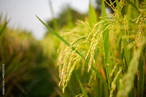 paddy field, rice plant, crop plant or rice field organic agriculture photo