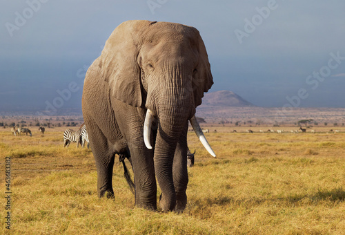 African Bush Elephant - Loxodonta africana lonely elephant walking in savannah of the Amboseli park under Kilimanjaro in the afternoon  dust bath  coming close up portrait.