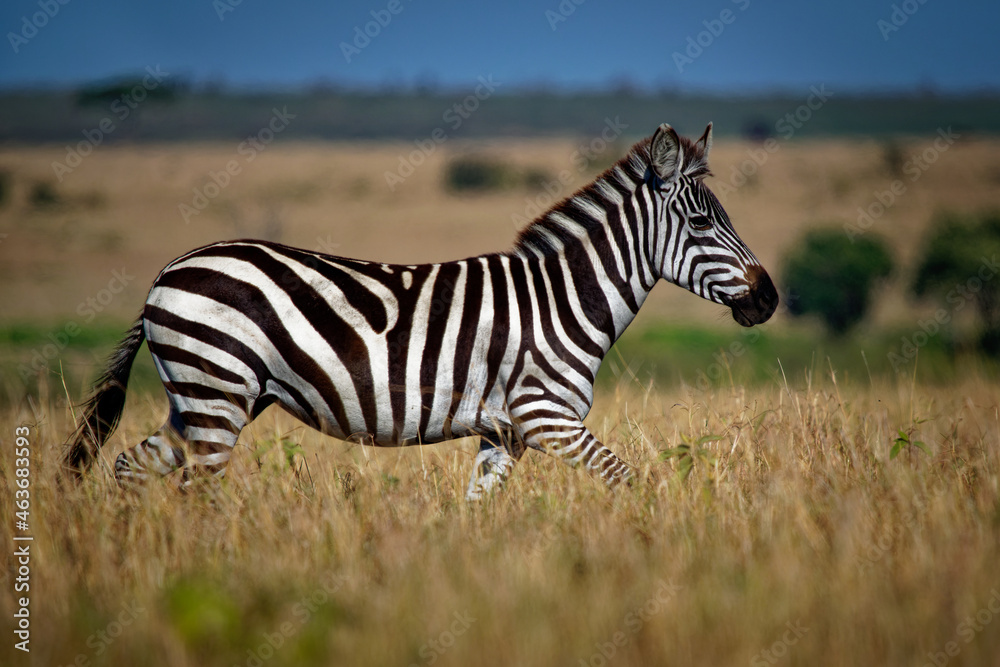 Plains Zebra - Equus quagga formerly Equus burchellii, also common zebra, the most common and geographically widespread species of zebra, black and white stripes. Plains Zebra - Equus quagga formerly Equus burchellii, also common zebra, the most common and geographically widespread species of zebra, black and white stripes.