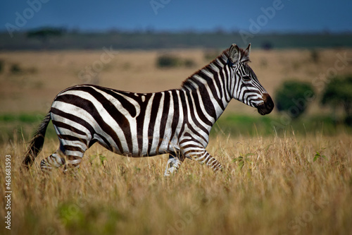 Plains Zebra - Equus quagga formerly Equus burchellii, also common zebra, the most common and geographically widespread species of zebra, black and white stripes. © phototrip.cz