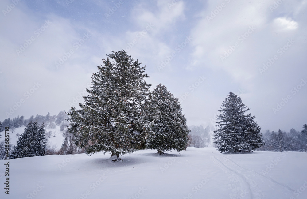 Kalte und verschneite Winterlandschaft auf einer Alm in den bayerischen Alpen an einem stürmischen Schneetag 
